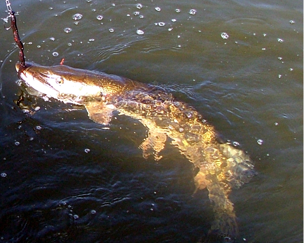 The early worm catches the pike....